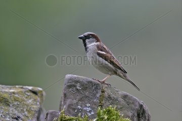 Male House sparrow on a stone Walles