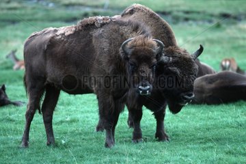 Bisons d'Europe Highland Wildlife Park