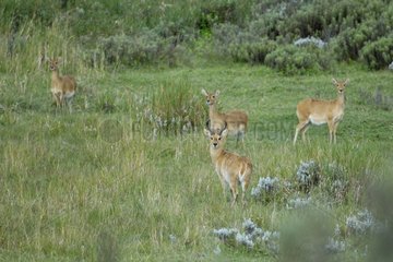 Group of Bohor Reedbuck being wary in the grass Ethiopia