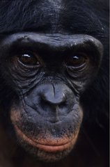 Portrait d'un mâle Bonobo de 7 ans RD Congo