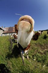 Porträt einer Montbeliarde -Kuh in einer Wiese Mont d'Orbs