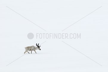 Reindeer in search of lichens on the ground plowed