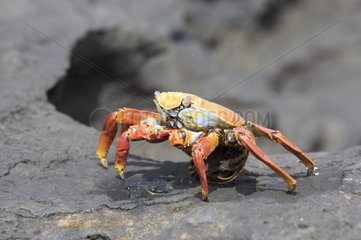 Sally Lightfoot Crab carrying eggs Bartolome Galapagos