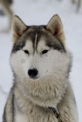 Dog Siberian Husky race