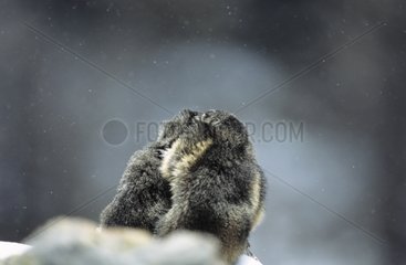 Alpine Marmot spielt im Herbst NP Mercantour Frankreich