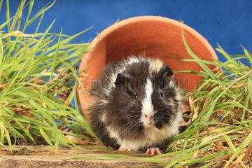 Domestic Guinea pig in a flower pot in a decoration