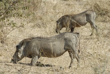 Desert warthogs seeking to eat on the ground