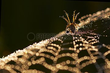 Spider on its cobweb in dew Méjean swamp France