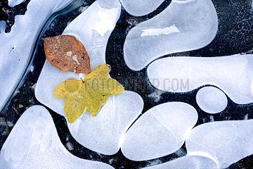 Autumn Leaves fell on the ice covering water France