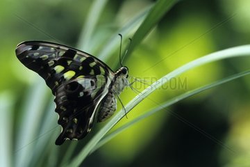 Tailed Jay Butterfly Asia