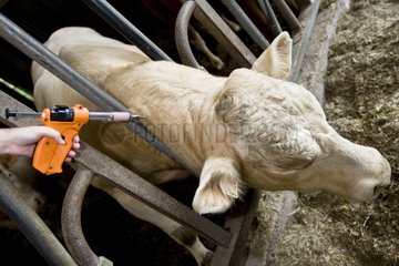 Vaccination of a young veal destined to fattening stalls