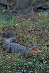 Alligator américain dans les herbes la gueule ouverte USA