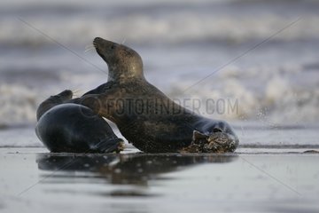 Spielt zwischen jungen Gray Seals MÃ¤nnchen in den Wellen GroÃŸbritannien