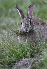 Wilde Kaninchenfrau  das das Gras Frankreich trägt