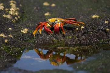 Sally Lightfoot Crab bei Ebse Galapagos