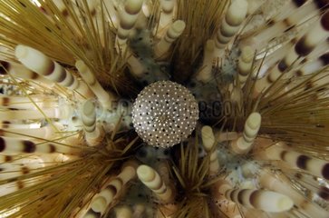 Banded Sea Urchin Tuamotu French Polynesia