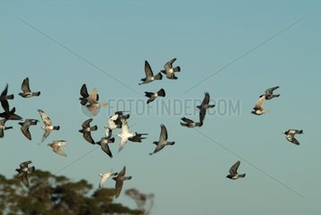 Domestic Pigeons Flight York Peninsula Australia