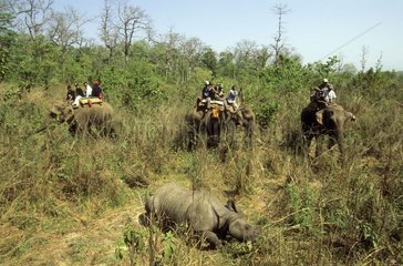 Rhinoceros  die von einem Takt mit Elefanten Nepal gefangen genommen wurden