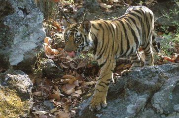 Jeune tigre de 6 mois marchant PN Banghavgarh Inde