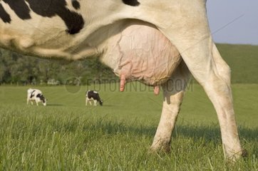 Pis de Prim'Holstein au pré