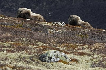 Muskoxes resting in the tundra Dovrefjell Norway