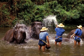 Cornacs lavant des éléphants d'Asie Chang Mai Thailande