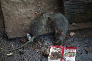 Rat noir cherchant de la nourriture dans la gare d'Agra Inde