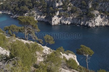 Mittelmeervegetation in den Bächen von Cassis