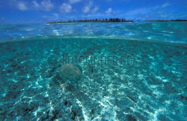 Sea turtle swimming near Gloriouses islands
