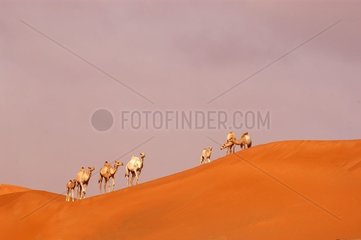 Dromedäre in der Wüste der Vereinigten Arabischen Emirate
