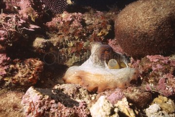 Hiddden Common Octopus Marseille Mediterraner Meer