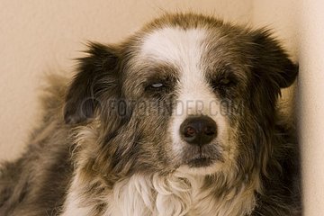 16 Jahre alter Hund Frankreich