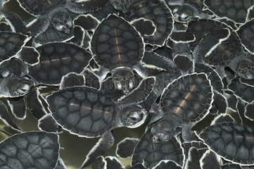 New-born Green Sea Turtles in a breeding farm Mexico