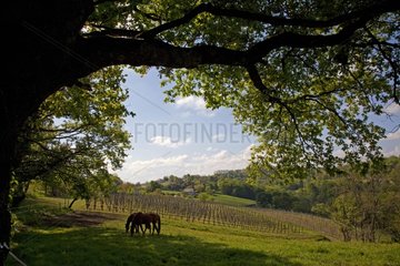 Pferde und Weinberg von Jurançon in Béarn Frankreich
