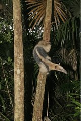 Northern Tamandua on a trunk Belize