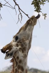 Portrait of a Giraffe trying to catch a branch Kruger NP