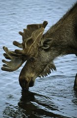 Portrait of a young male Moose drinking Denali NP Alaska