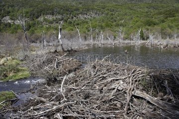 Beaver dam on a river Tierra de Fuego Argentina