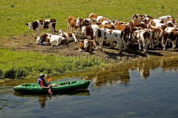 Montbéliard -Kühe und Kajak auf den Doubs Haut Tob Frankreich