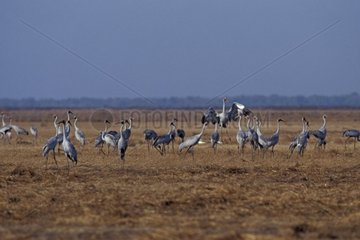 Group Cranes brolga in dry grass of Australia