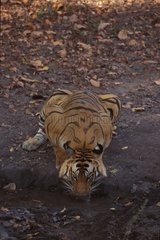 Tigre du Bengale buvant PN Bandhavgarh Inde