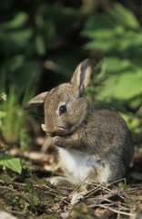 Young European Rabbit grooming Picardie France