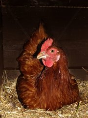 Hen laying in its nest [AT]