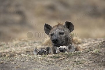 Speckled Hyenas and two youngs in burrow Masaï Mara Kenya