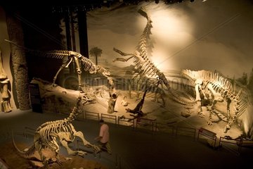 Dinosaurs at the Paleontological Museum of Trelew Argentina