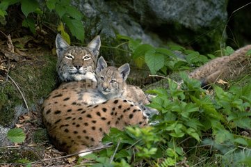 Female Lynx and its four month old young