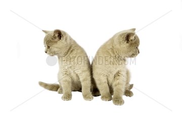 Two british short hair kittens sitting in the studio