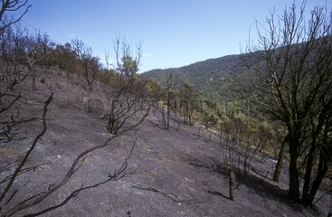 Maquis after a fire at Collobrière in Var France