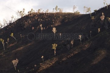 Hügel nach dem Durchgang des Neukaledonienfeuers