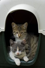 Kittens in a niche